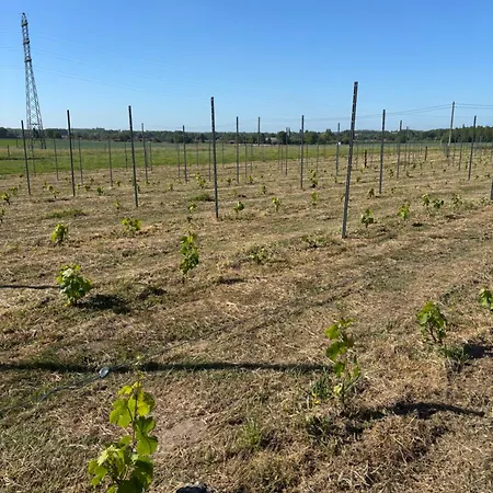 La Vigne à Maison d'hôtes